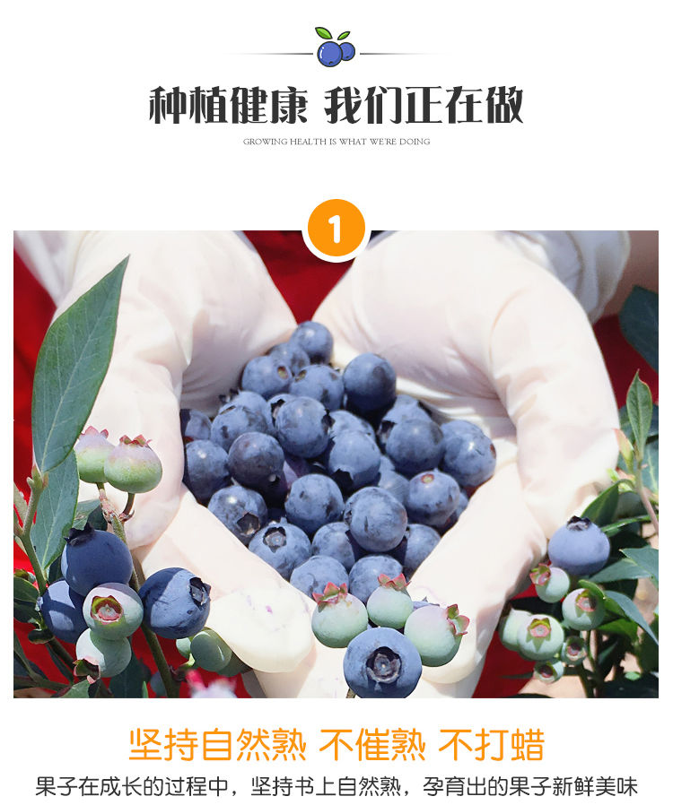 新鲜应季蓝莓鲜果6/4/2盒装当季孕妇水果高山小蓝梅整箱批发包邮