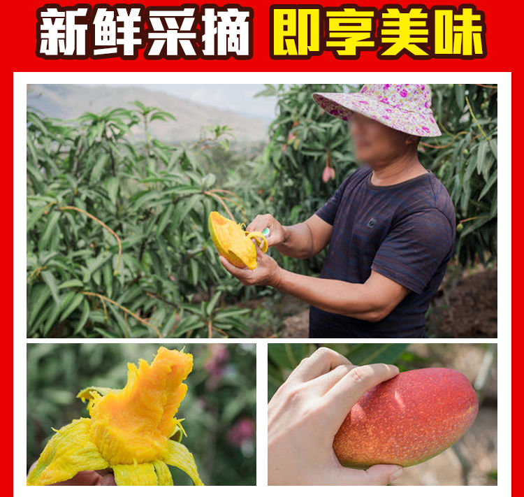 海南贵妃芒【5斤】应季新鲜水果红金龙芒果果园现摘热带忙果整箱批发包邮