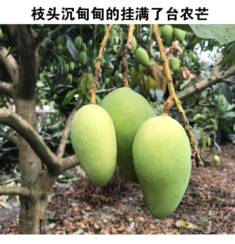 【超香小台芒1】0斤装海南芒果现摘水果台农鸡蛋芒新鲜整箱