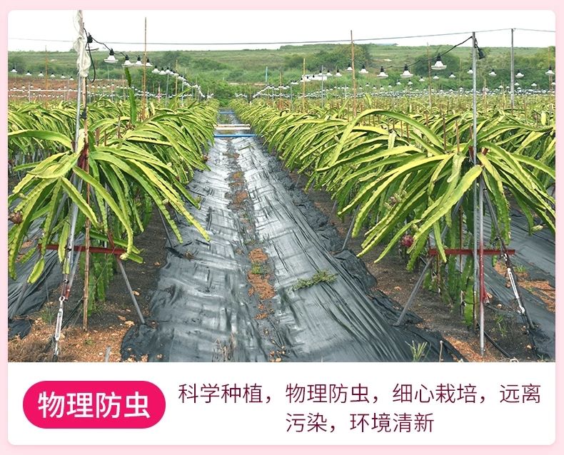 进口火龙果白心10斤带箱当季水果新鲜(单果300-600g)应季水果