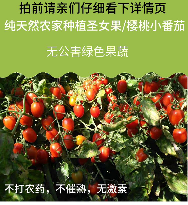 【5斤39.9】现摘圣女果小西红柿新鲜蔬菜樱桃小番茄非千禧小柿子孕妇水果包邮