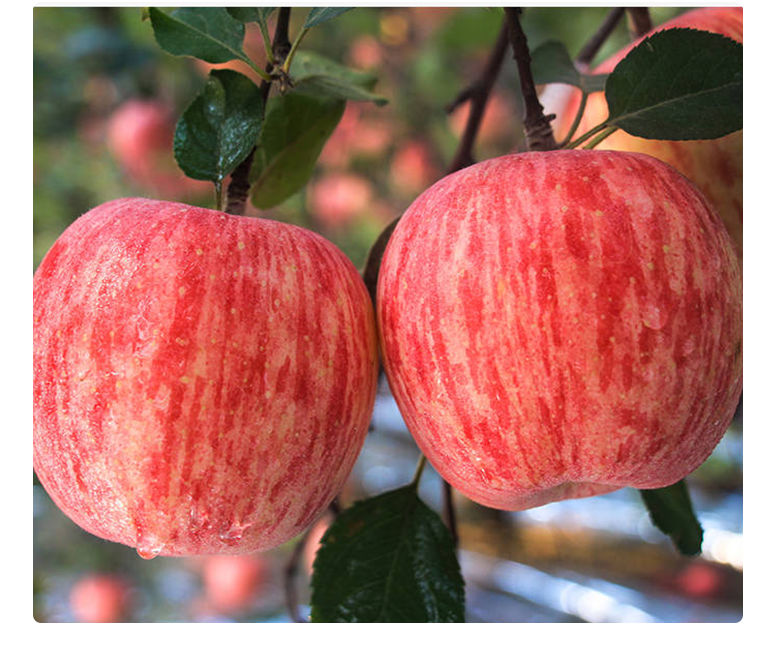 陕西应季红富士苹果批发现摘现发当季新鲜脆甜苹果水果整箱包邮