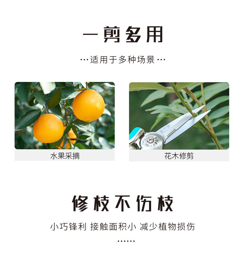 张小泉春悦稀果剪葡萄剪不锈钢尖头水果采摘剪盆景花枝修理剪果园疏果剪