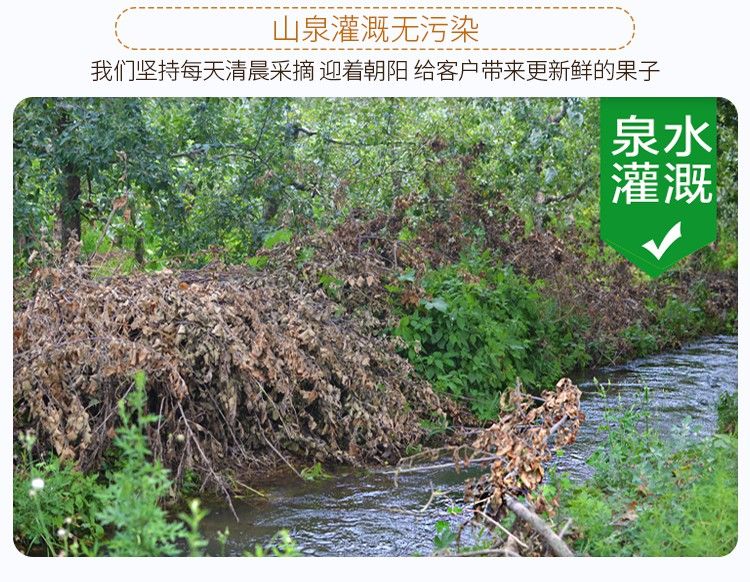 甘肃花牛苹果10斤水果新鲜包邮当季整箱苹果应季红果带箱