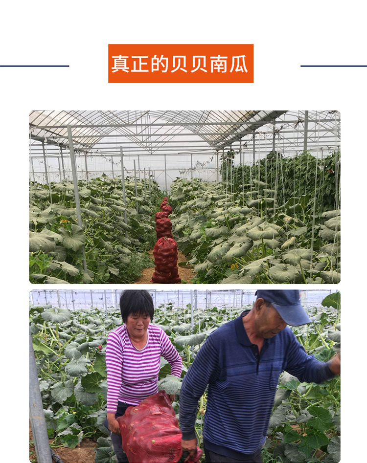 【邮乐助农】当季新鲜板栗南瓜味甜新鲜蔬菜源老南瓜宝宝辅食非贝贝南瓜3/5/10斤