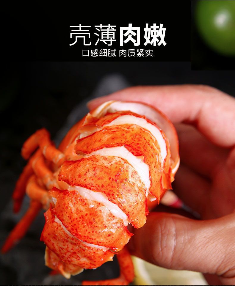 鲜活超大加拿大龙虾550-450g/只波士顿龙虾活体澳龙