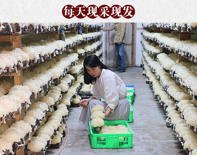 6朵盒装珍云鲜天然古田新鲜银耳雪耳鲜活非干货白木耳纯软糯多胶