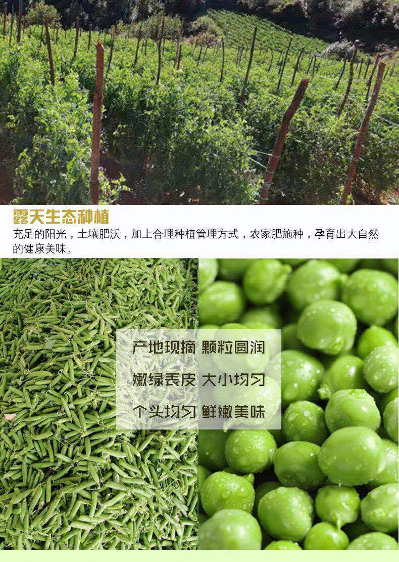 云南豌豆荚当季新鲜蔬菜农家自种带壳大青豆荷兰甜豆角3/5/10斤