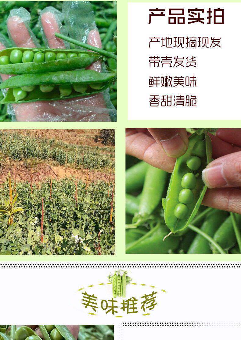 云南豌豆荚当季新鲜蔬菜农家自种带壳大青豆荷兰甜豆角3/5/10斤