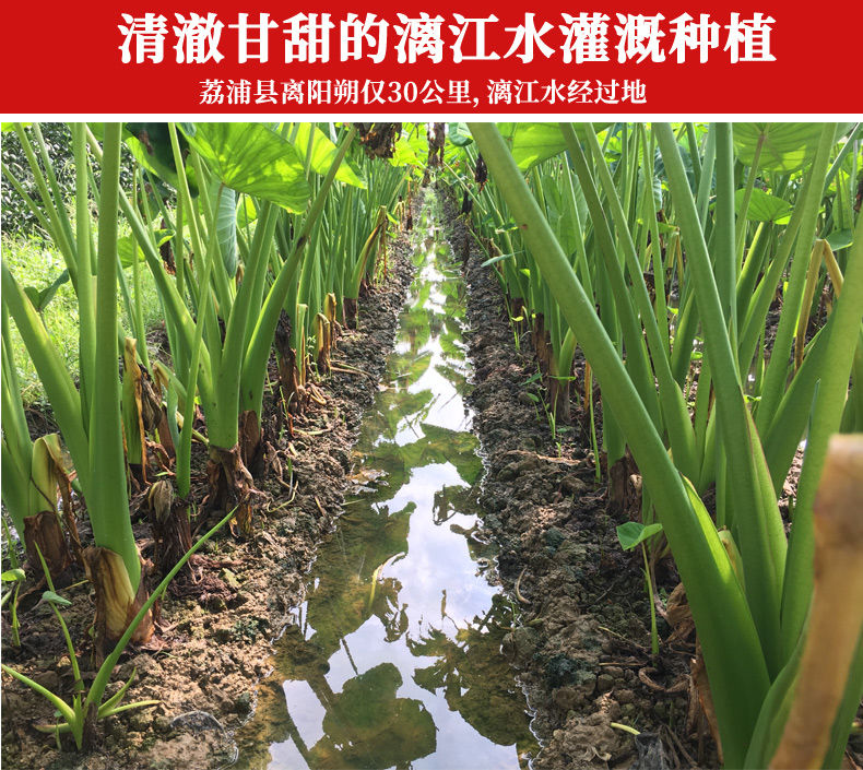 荔浦芋头新鲜现挖当季香芋新鲜广西槟榔紫藤芋头1斤/3斤/5斤/9斤