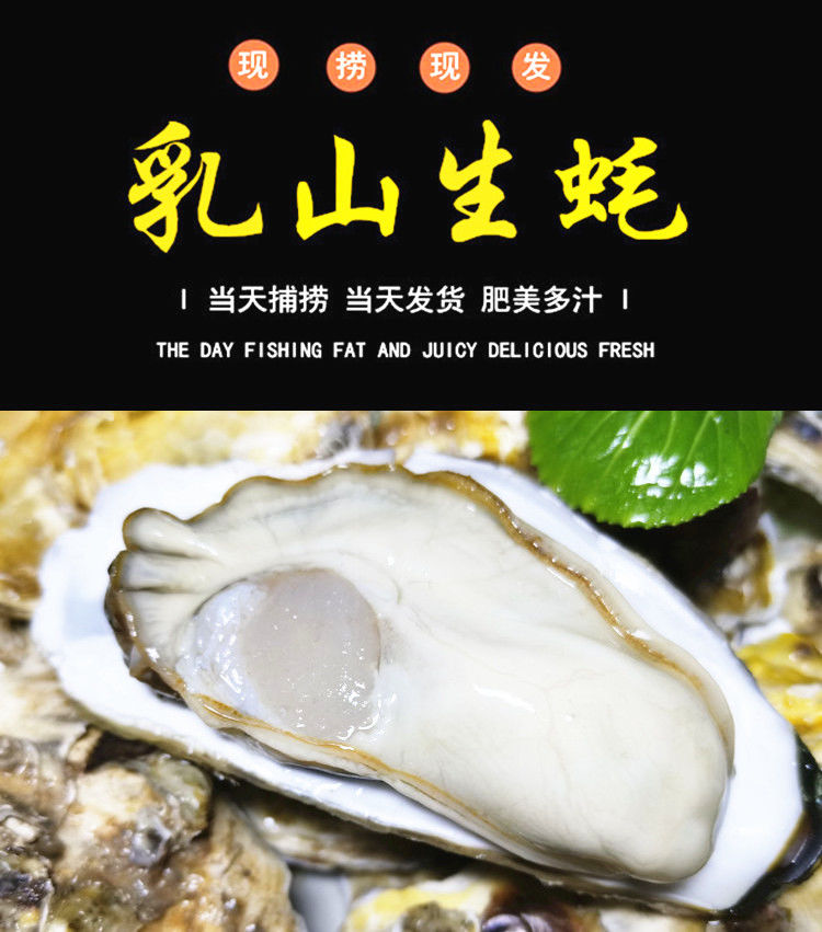 【送三斤】乳山生蚝鲜活海鲜贝壳牡蛎10斤5斤批发新鲜海蛎子一箱