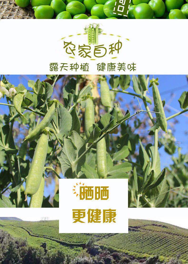 云南豌豆荚当季新鲜蔬菜农家自种带壳大青豆荷兰甜豆角3/5/10斤