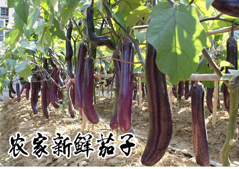 【露天现摘】云南新鲜大茄子长茄子现发新鲜蔬菜3斤5斤批发10斤圆