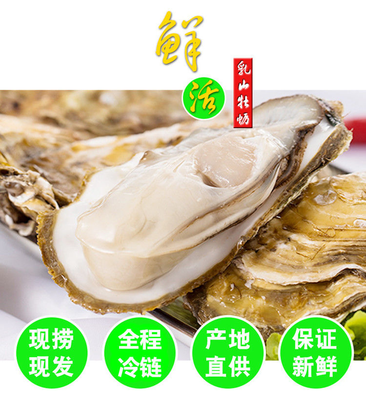 【送三斤】乳山生蚝鲜活海鲜贝壳牡蛎10斤5斤批发新鲜海蛎子一箱