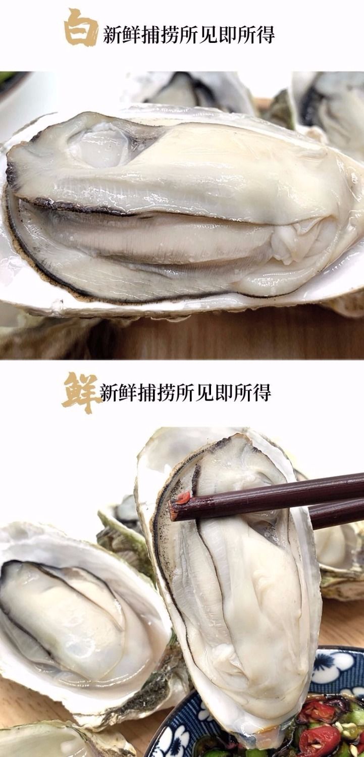 乳山生蚝鲜活生蚝肉新鲜大牡蛎带壳海蛎子贝类海鲜水产6斤整箱