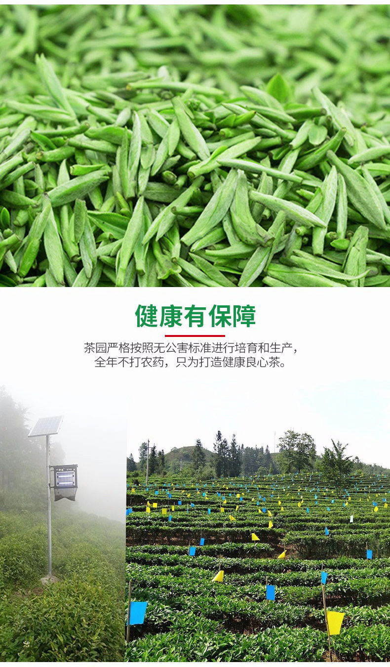 【精选好茶】雀舌茶叶绿茶2020新茶贵州湄潭翠芽特级浓香型礼盒装