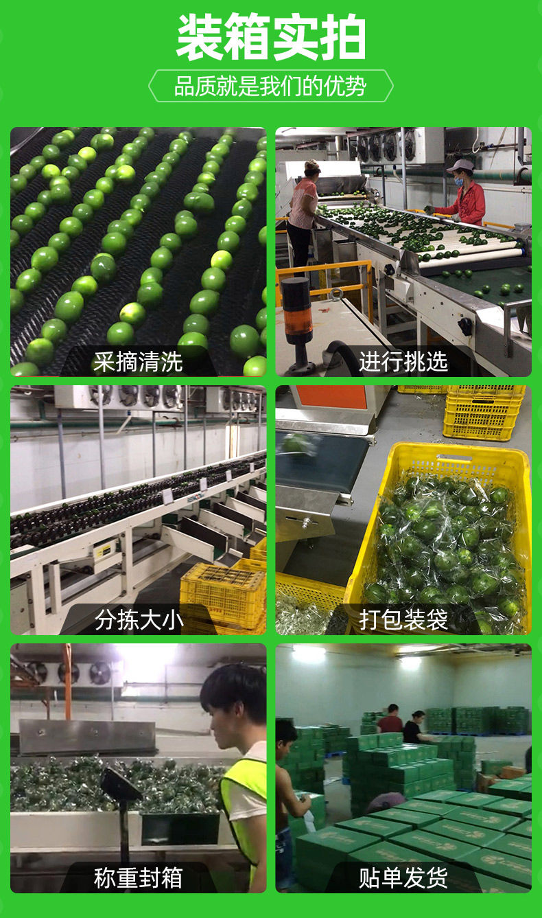 【海南青柠檬】奶茶店专用酸柠檬新鲜水果青柠檬茶柠檬片孕妇开胃2/5斤