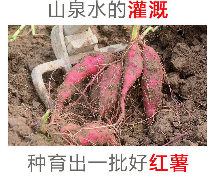 农家【2斤】原味自制红薯干无糖精倒蒸番薯干地瓜250g-1000g