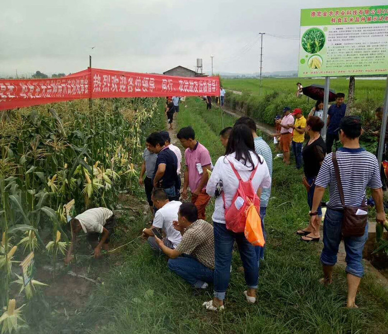 【买2送1共9斤】云南新鲜水果爆浆甜脆玉米棒单果200-400g)可以生吃