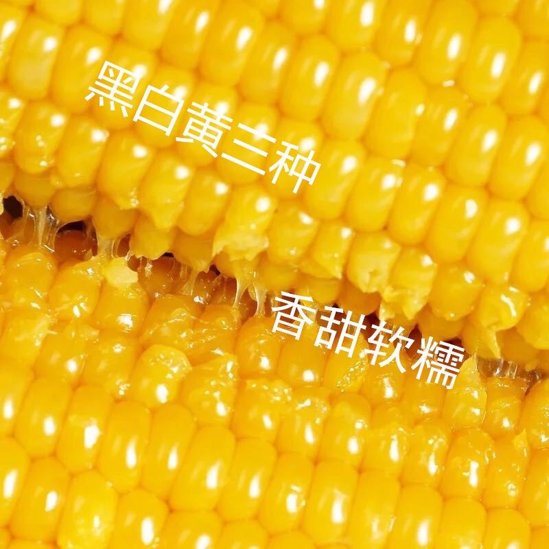 【8根】山西糯玉米新鲜真空包装甜糯粘玉米黏玉米粗粮玉米棒白玉米黄玉米