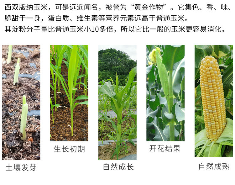 【10斤带箱】现摘新鲜云南甜玉米玉米棒甜脆水果玉米包谷新鲜蔬菜包邮