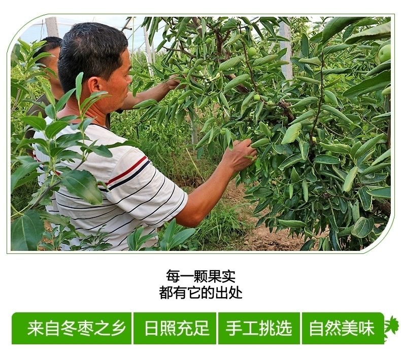 陕西大荔冬枣【脆甜多汁】新鲜冬枣甜脆枣子应季新鲜水果5/3/1斤