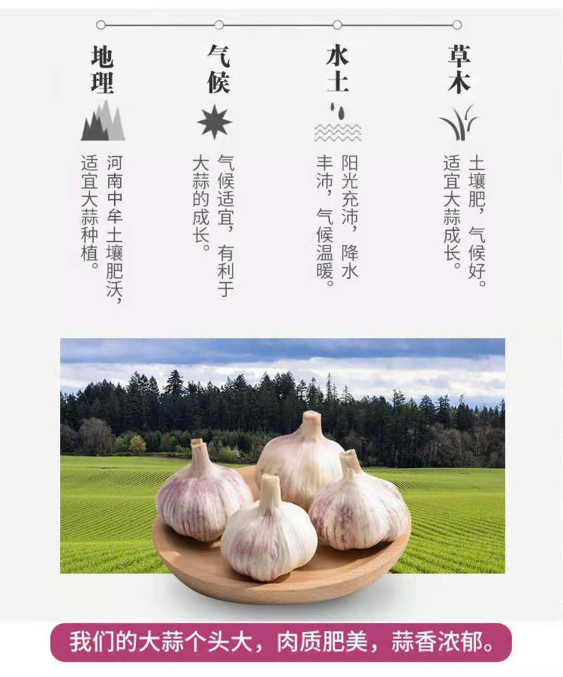 辣味纯正白皮大蒜批发坏果包赔