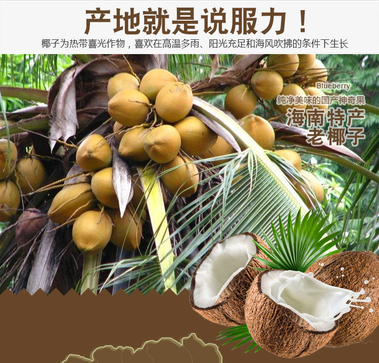 【4个29.9】海南老椰子新鲜去皮孕妇营养水果炖汤水果包邮