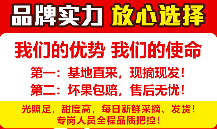 很少地方能买的到甜瓜-现摘陕西阎良甜瓜新鲜香瓜水果蜜瓜当季白皮瓜应季甜瓜果整箱批发