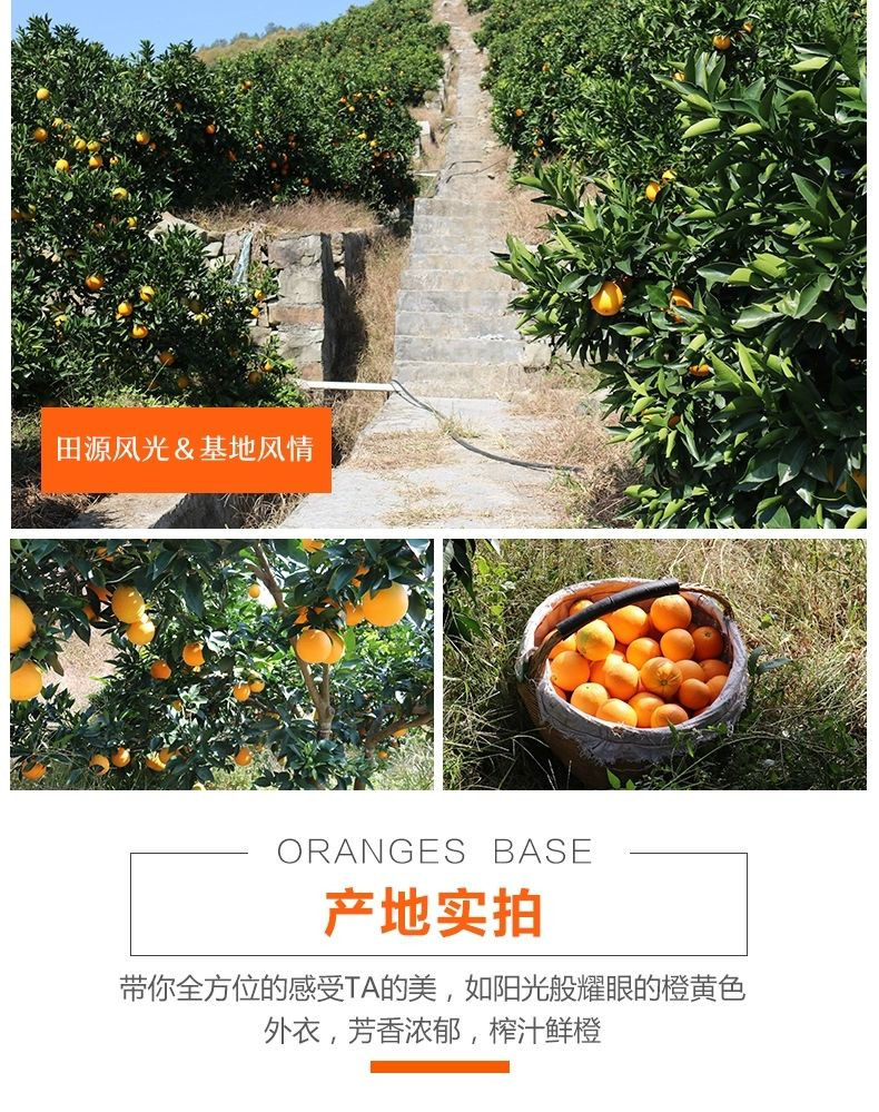 保证好吃甘甜-甜蜜蜜的，馋着甜蜜蜜！【超甜】【夏季鲜橙】秭归脐橙夏橙新鲜橙子孕妇甜橙子非血橙赣南脐橙