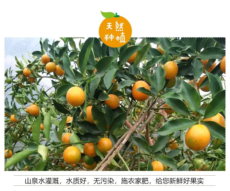 广西融安金桔(单果5-20g)新鲜水果甜的脆皮小柑橘桔子一整箱