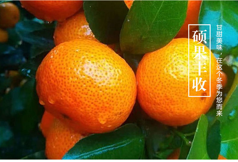 【正宗砂糖橘】广西正宗砂糖橘当应季新鲜水果超甜沙糖桔子2斤