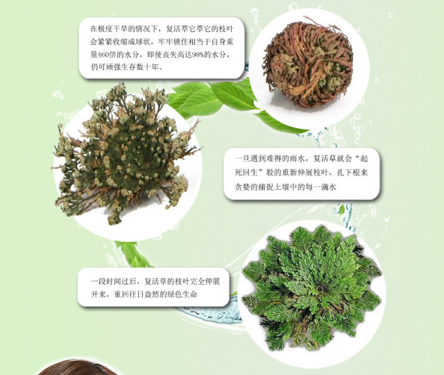 控油清洁洗面奶复活草清新洁净洗面奶洗颜膏120g