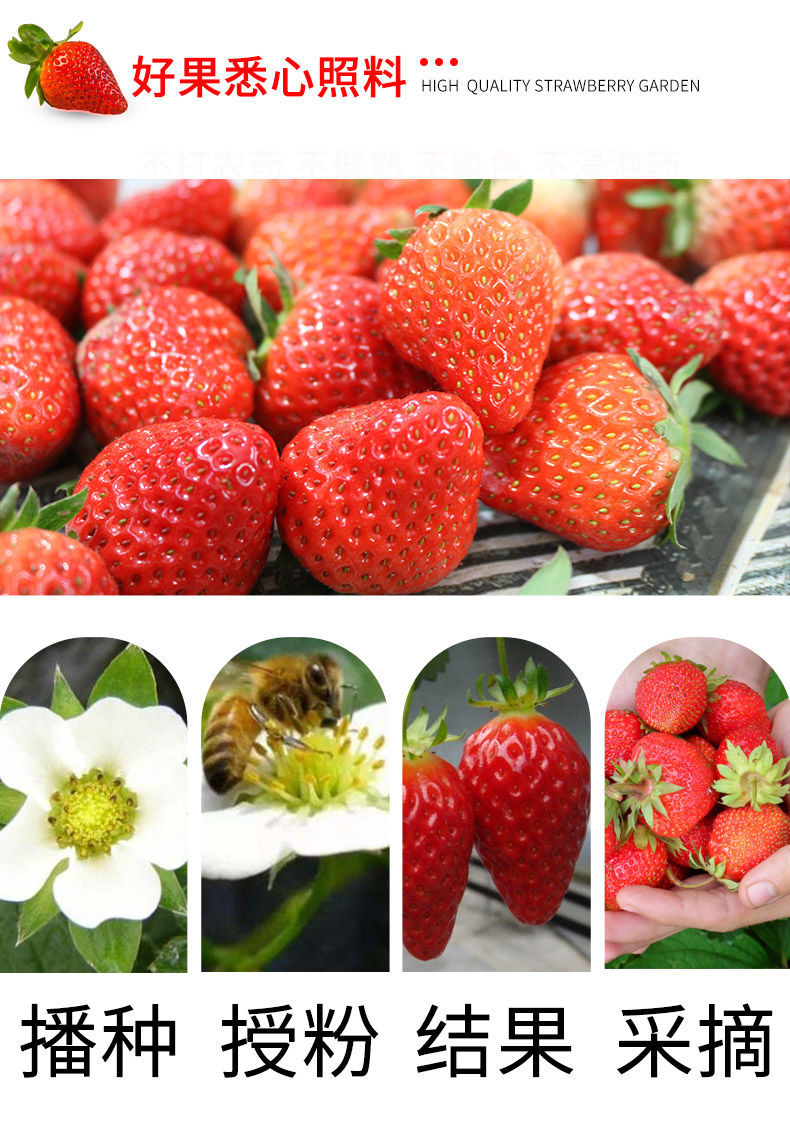 2斤现摘新鲜草莓当季水果草莓大棚草莓大草莓【量稻美食】