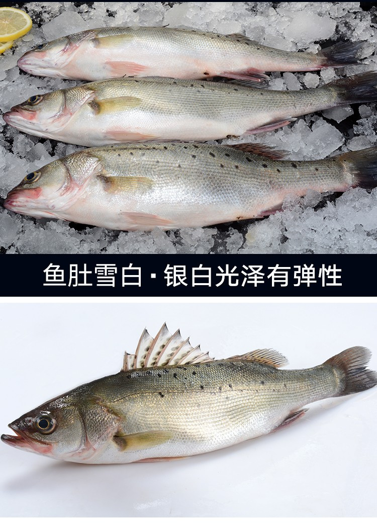 水泽 青岛活冻海鲈鱼1500g 海鲜水产 烧烤食材（两条或三条随机发）