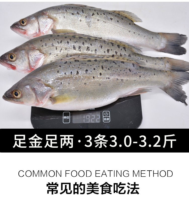 水泽 青岛活冻海鲈鱼1500g 海鲜水产 烧烤食材（两条或三条随机发）