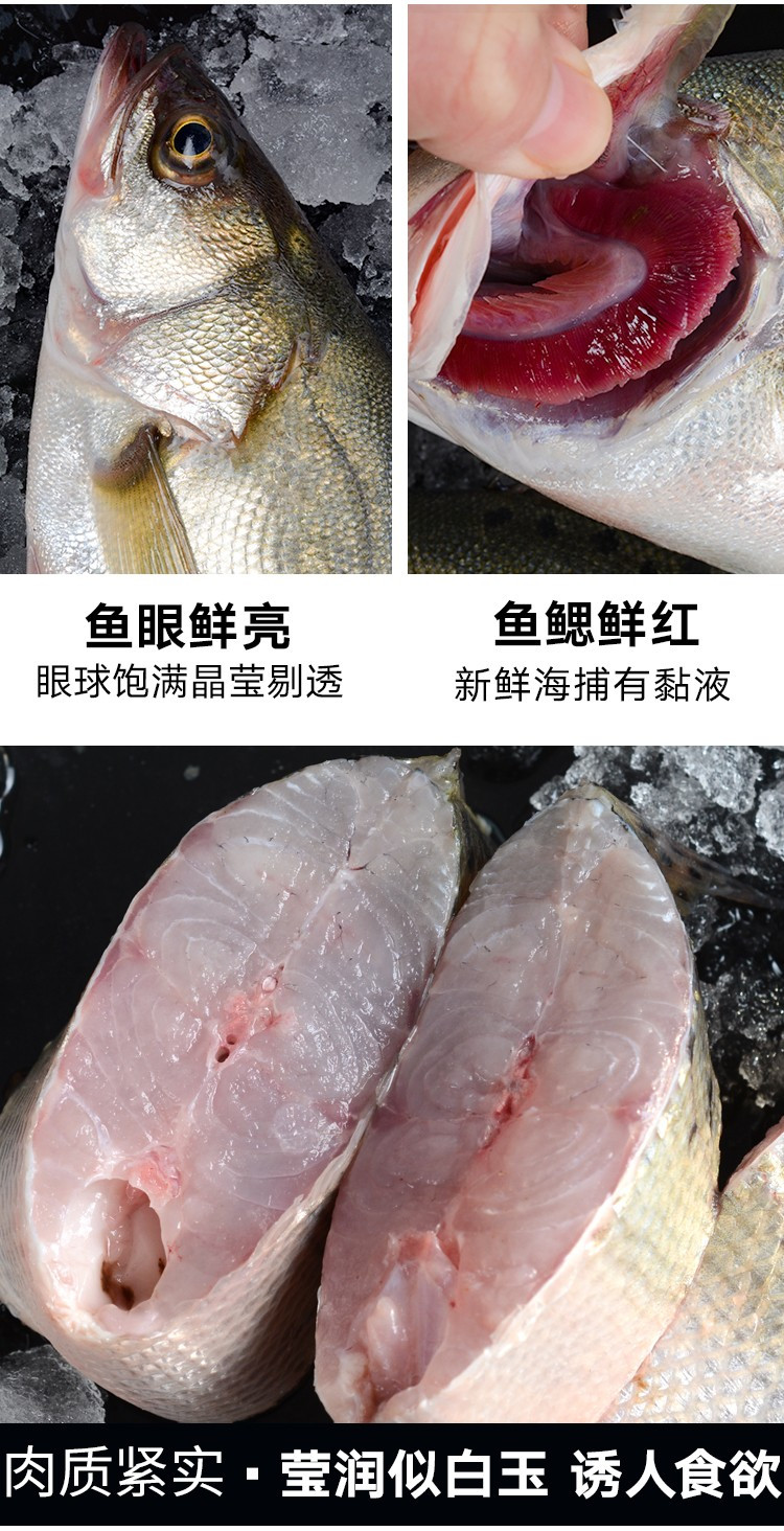 水泽 青岛活冻海鲈鱼1500g 海鲜水产 烧烤食材（两条或三条随机发）