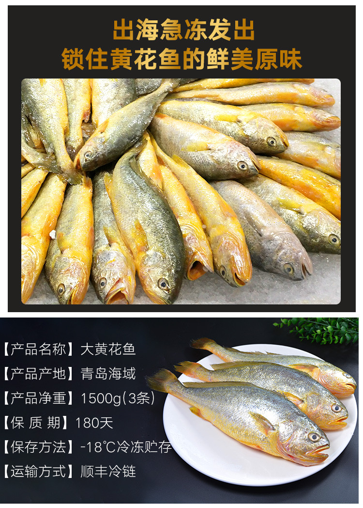 水泽 青岛活冻大黄花鱼1500g 3条 海鲜水产 烧烤食材