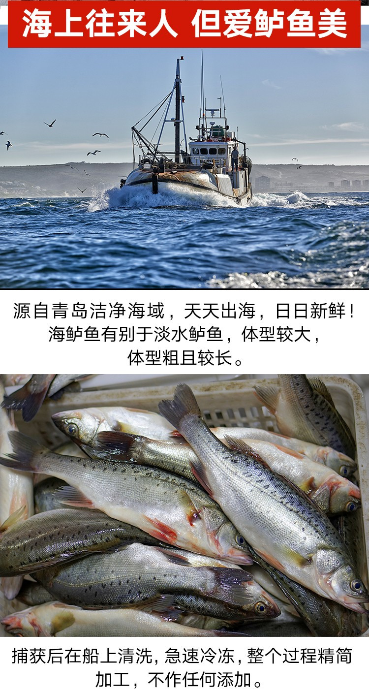 水泽 青岛活冻海鲈鱼1500g 海鲜水产 烧烤食材（两条或三条随机发）