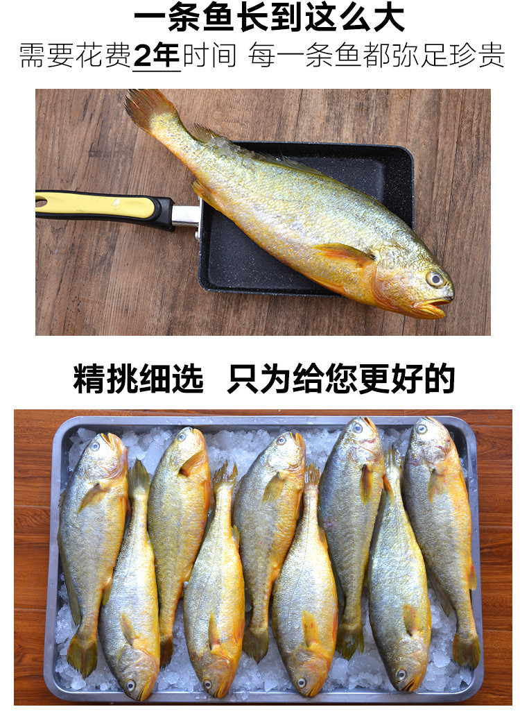 水泽 青岛活冻大黄花鱼1500g 3条 海鲜水产 烧烤食材