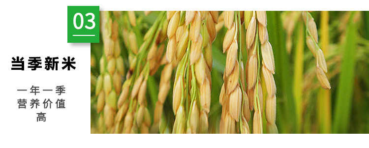 东北黑龙江大米碎米5斤/10斤大人儿童米饭粥米