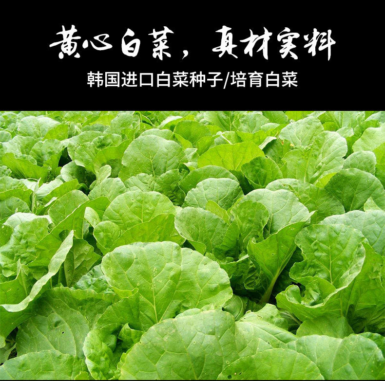 韩国泡菜正宗辣白菜韩式手工免切袋装朝鲜延边腌制酱咸菜下饭菜