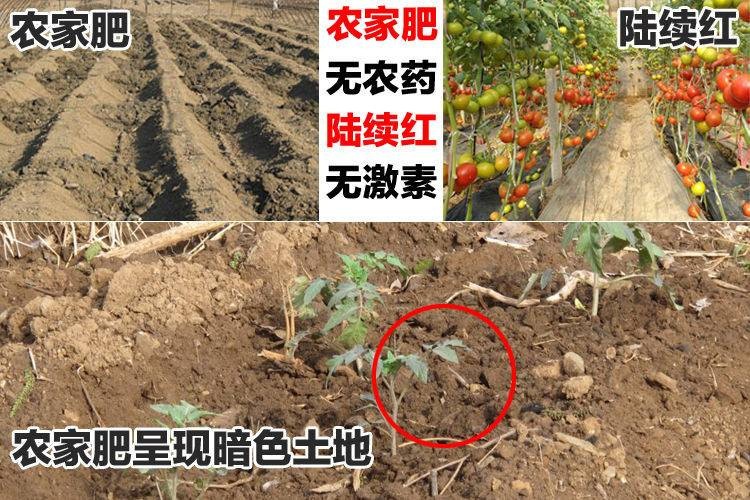 【5斤装】现摘沙瓤自然熟西红柿番茄新鲜水果儿童绿色蔬菜柿子【徐闻美食】