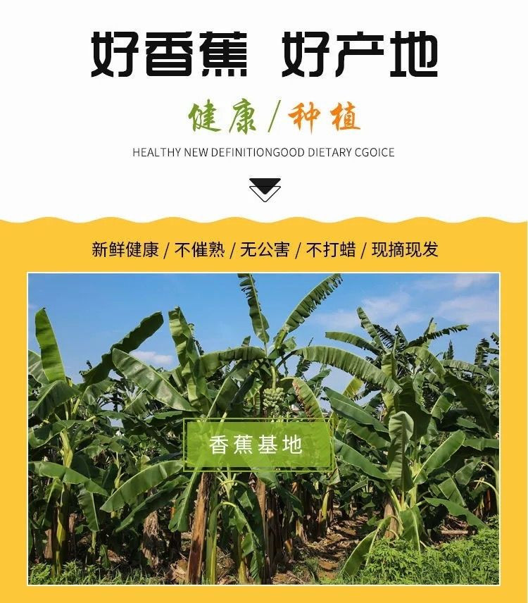 大牛哥 广西小米蕉3/5/9斤当季新鲜水果自然成熟苹果蕉香蕉包邮