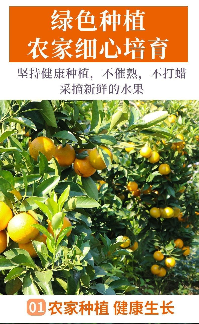 大牛哥 新鲜夏橙应季水果甜橙子手剥橙子3/5/9斤整箱批发包邮