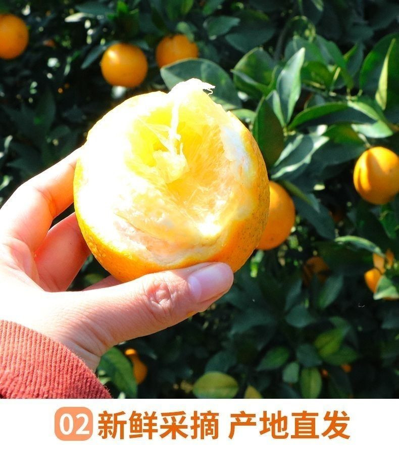 大牛哥 新鲜夏橙应季水果甜橙子手剥橙子3/5/9斤整箱批发包邮