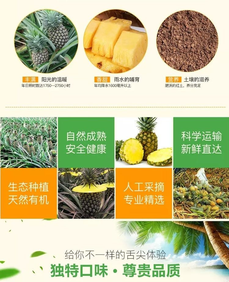 大牛哥 正宗徐闻菠萝当季新鲜水果脆甜多汁整箱非凤梨【徐闻美食】