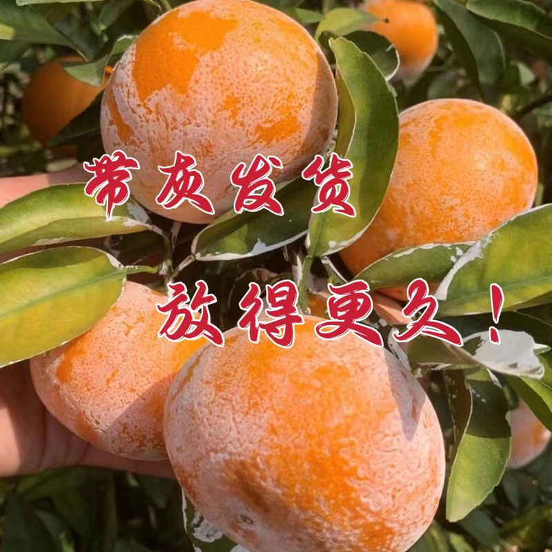 大牛哥 广西茂谷柑石灰沃柑桔子新鲜水果橘子包邮