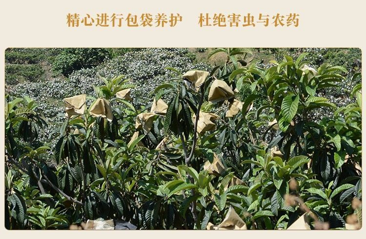 大牛哥 高山枇杷新鲜水果甜枇杷大果包邮