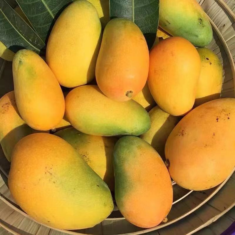 大牛哥 海南台农芒果当季热带新鲜水果小台芒批发包邮
